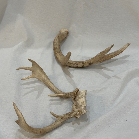 Assorted antlers. Real antlers. Sold as pair - Picture 2 of 4